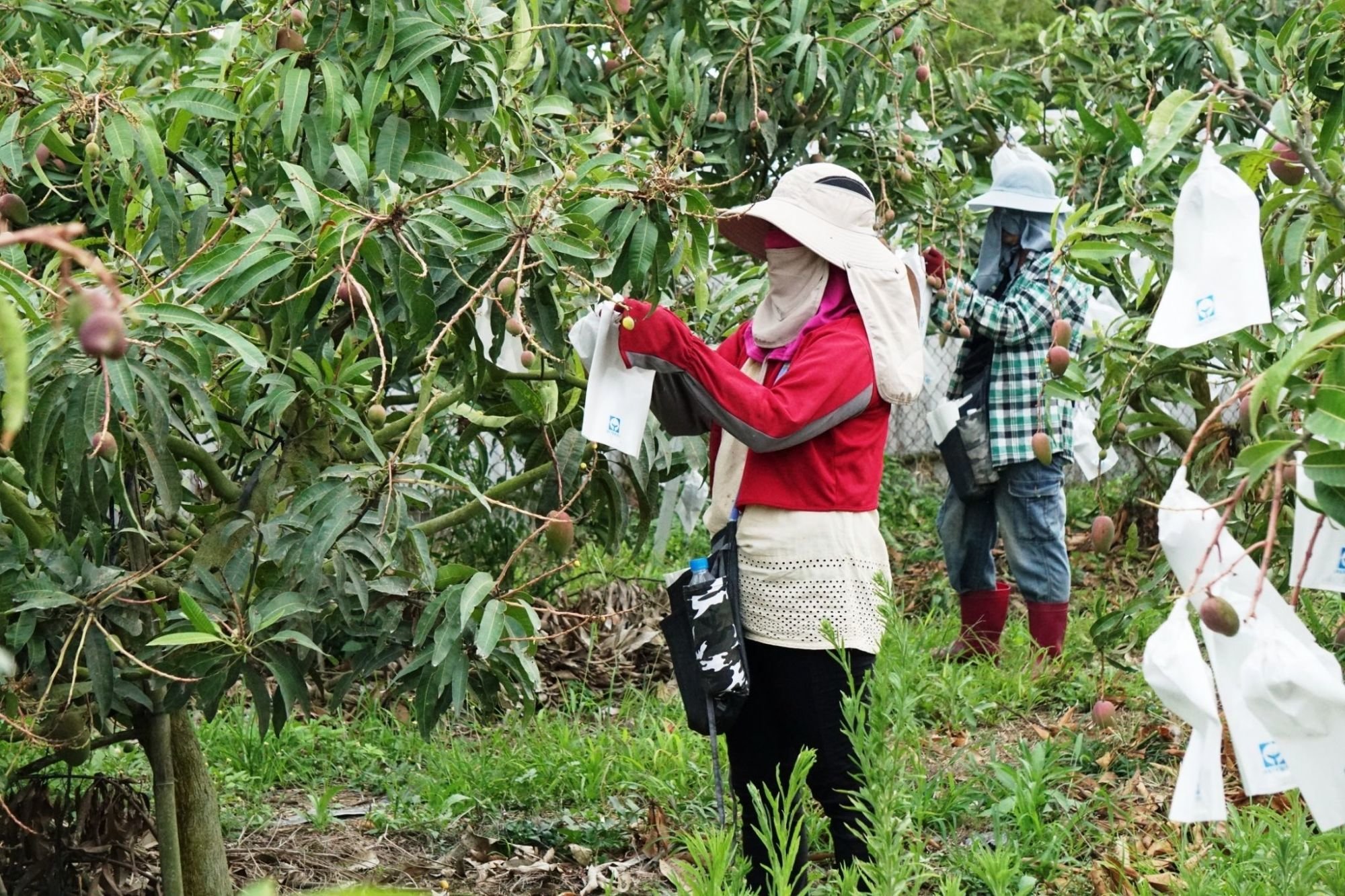 蜜旺果園採果趣(另可報名DIY體驗)～需提早一週預約